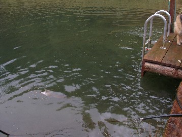 Trout in the tail race pond